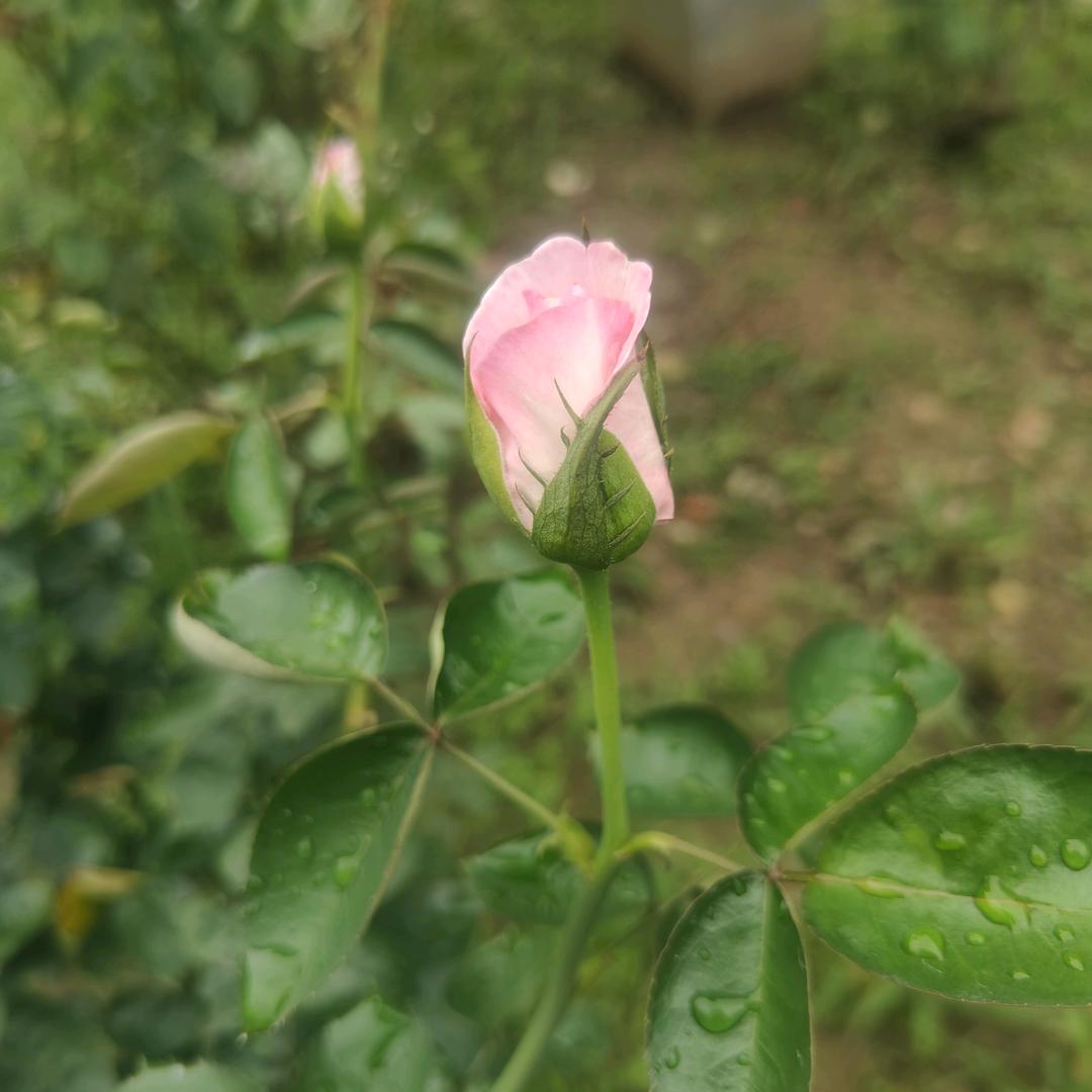 玲珑
