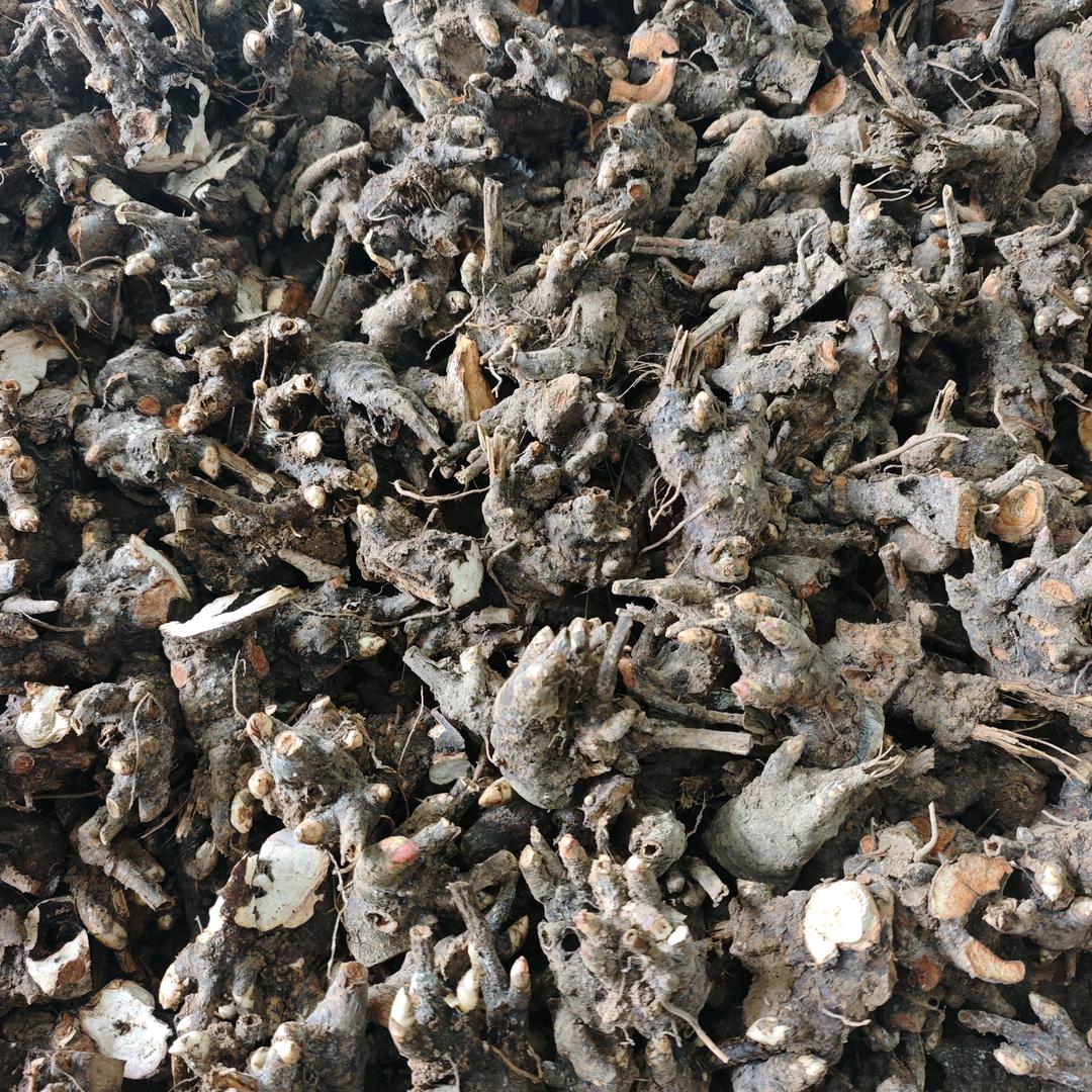 @中药材种苗种植