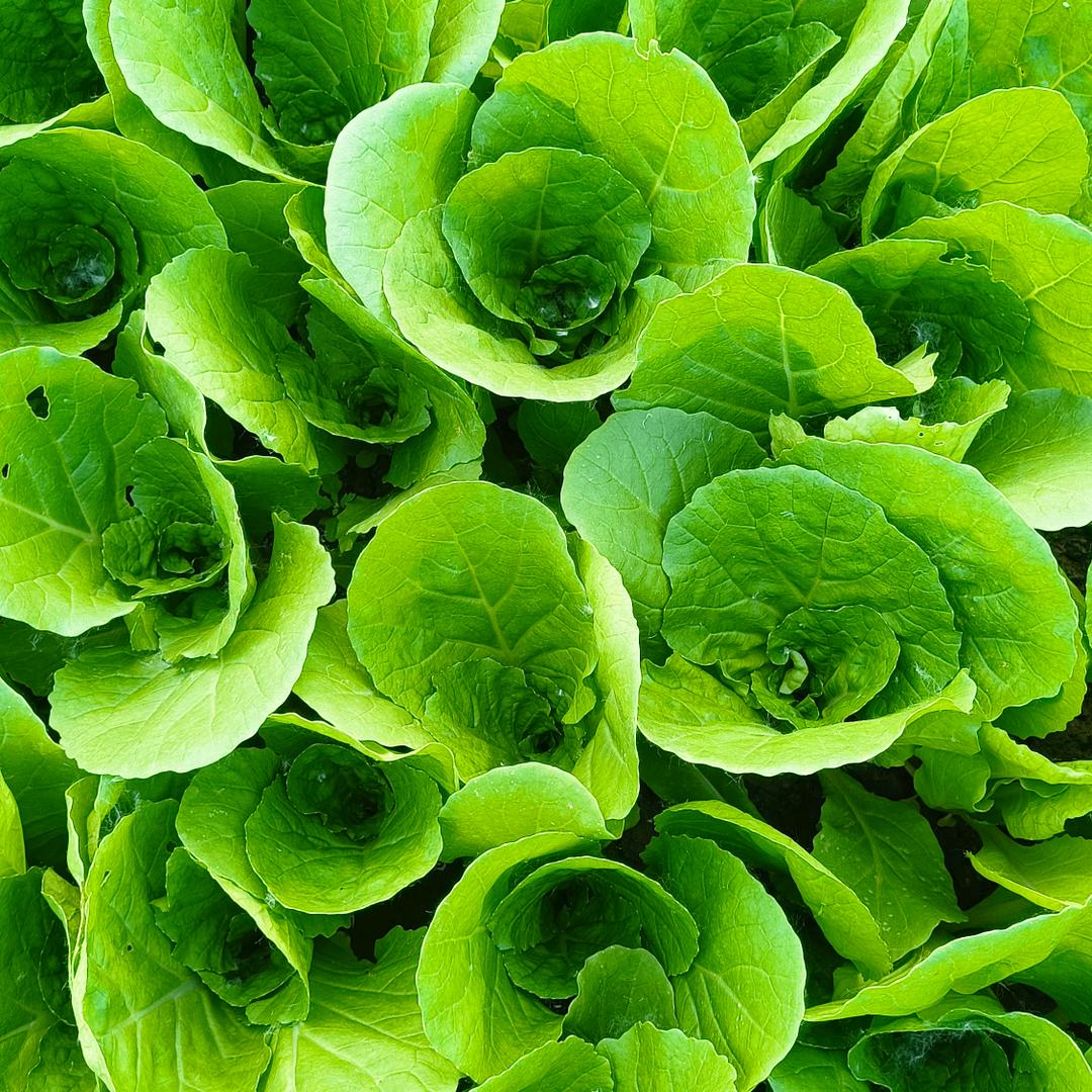 力维农资(曹县小油菜)