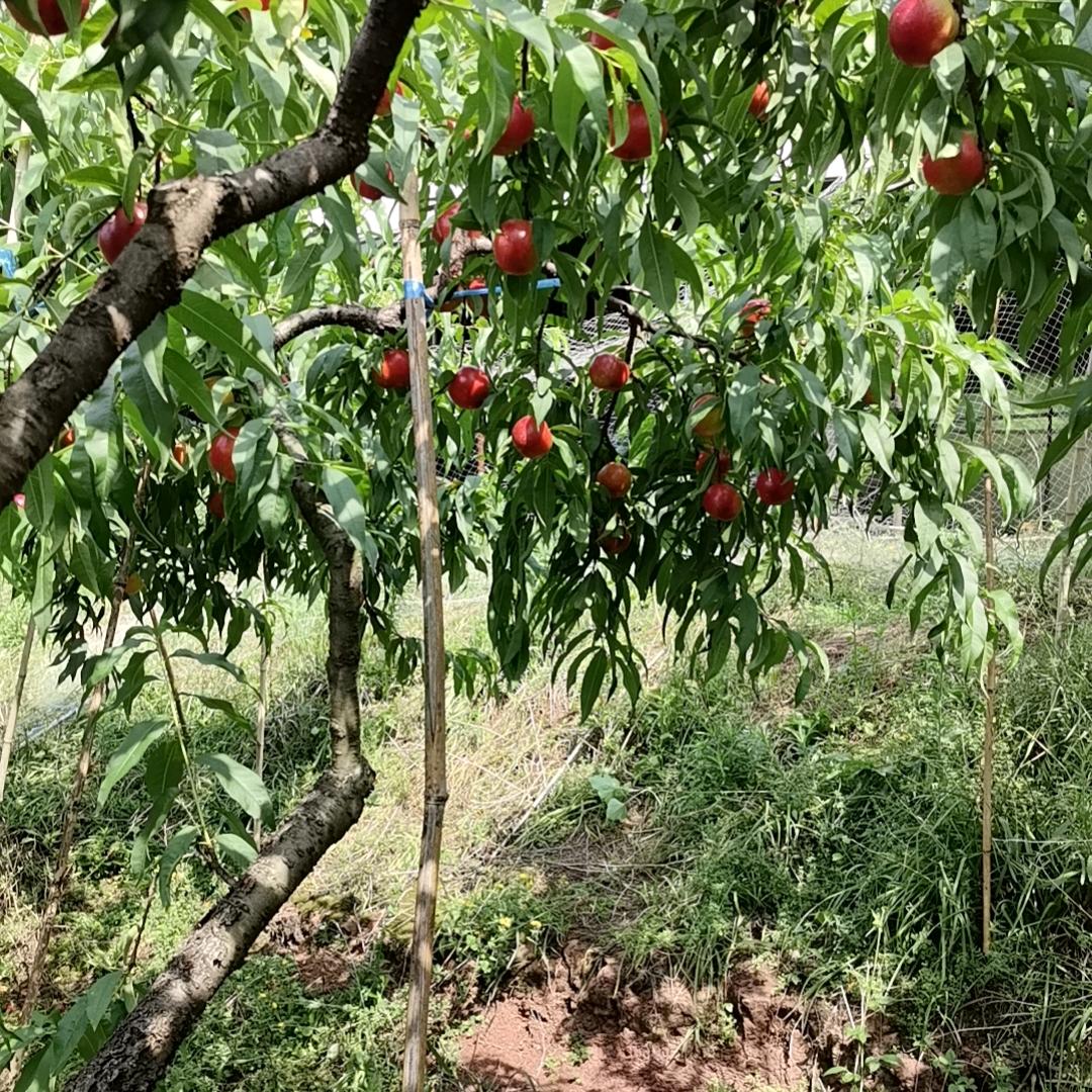 ୧⍤⃝sw迋珵洧緣