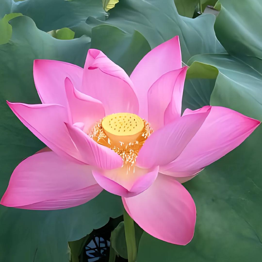 向奶奶