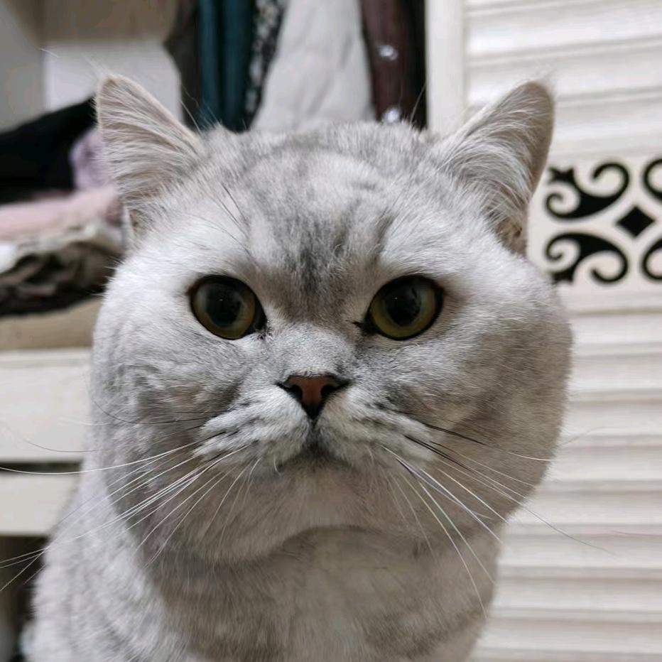 钮钴禄～ 老猫