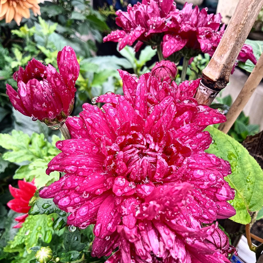 🕊💞ღ小迷᭄糊💞🕊