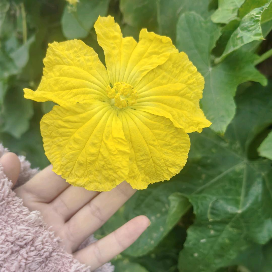 花🌸🌸🌸🌸🌸🌸