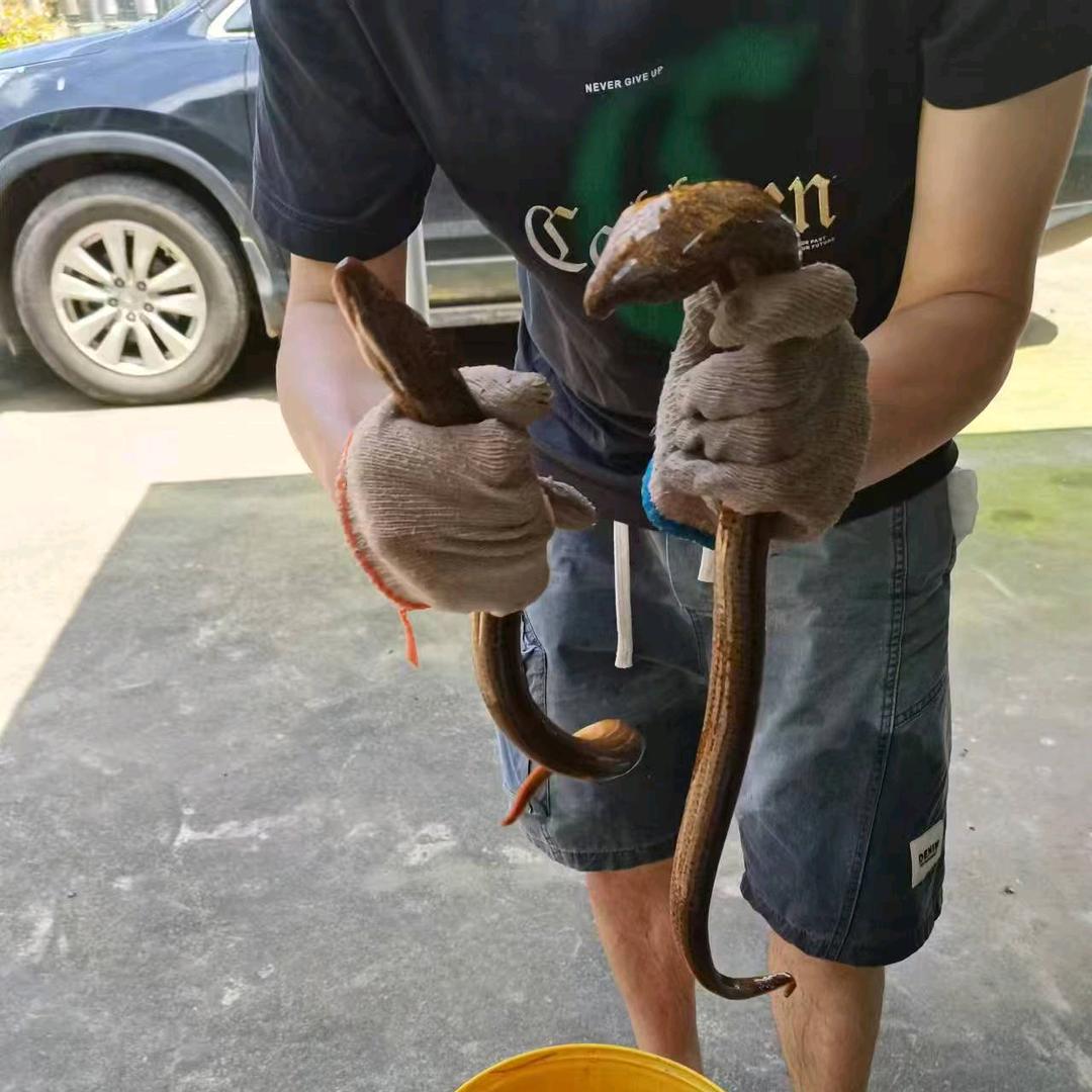 牛头