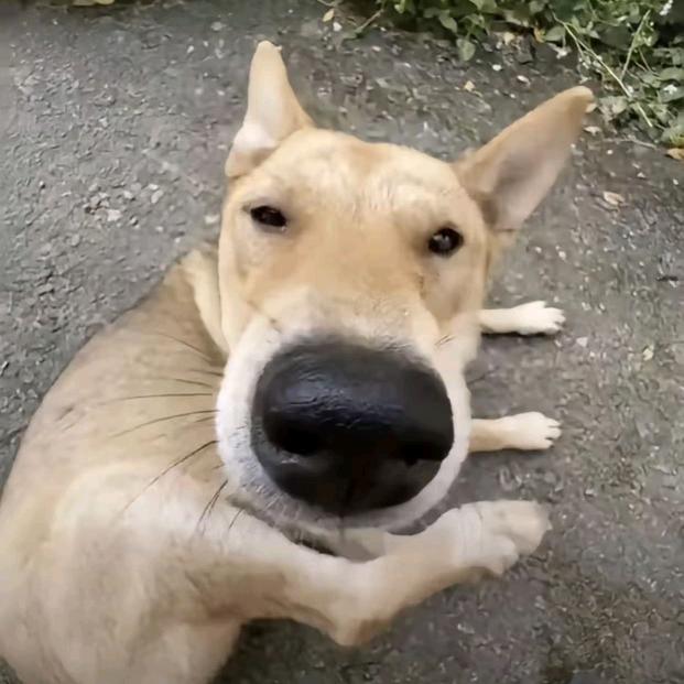 神罚奥丁批发安建国