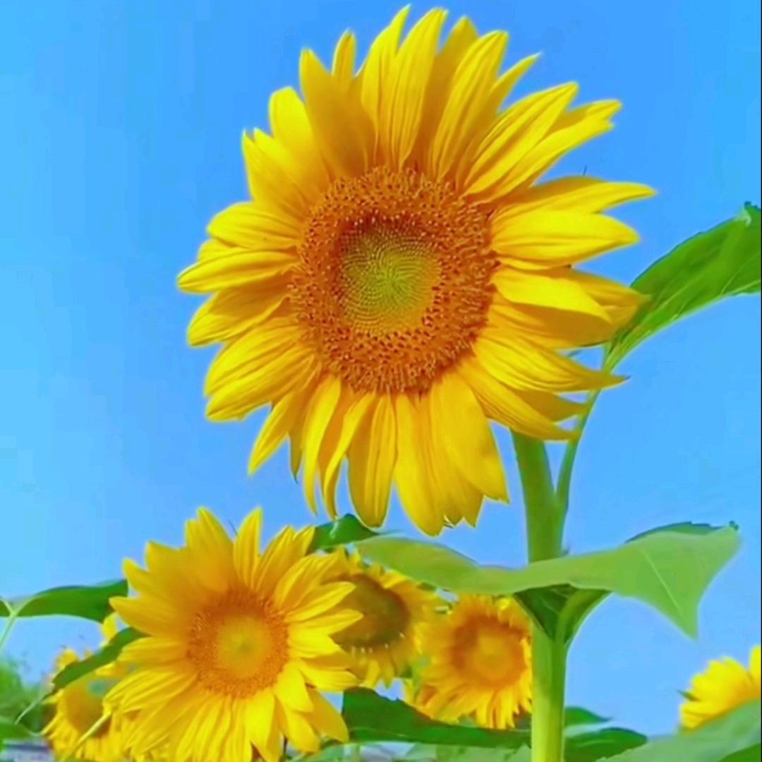 向日葵🌻