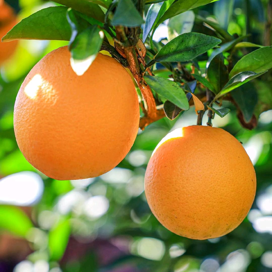 韫振爆鲜赣南脐橙