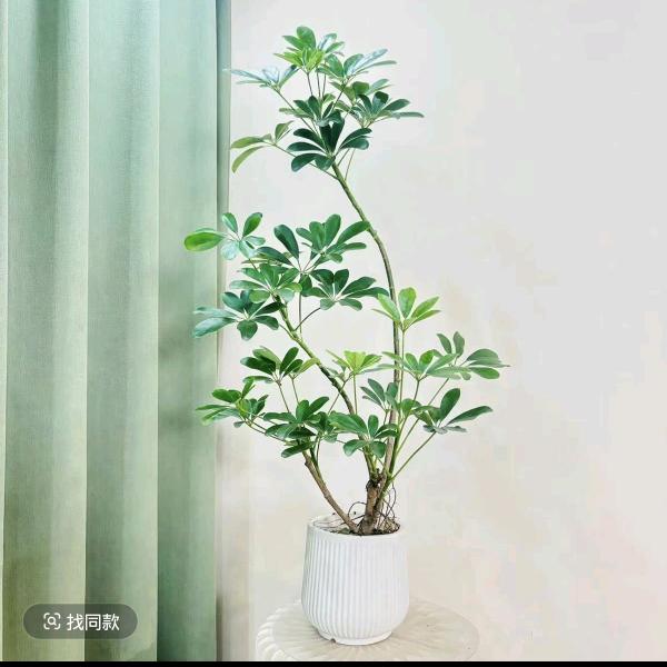 绿之然园艺花姑子
