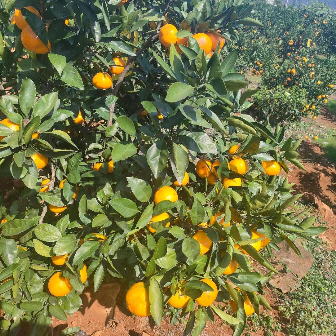 静浩水果种植场