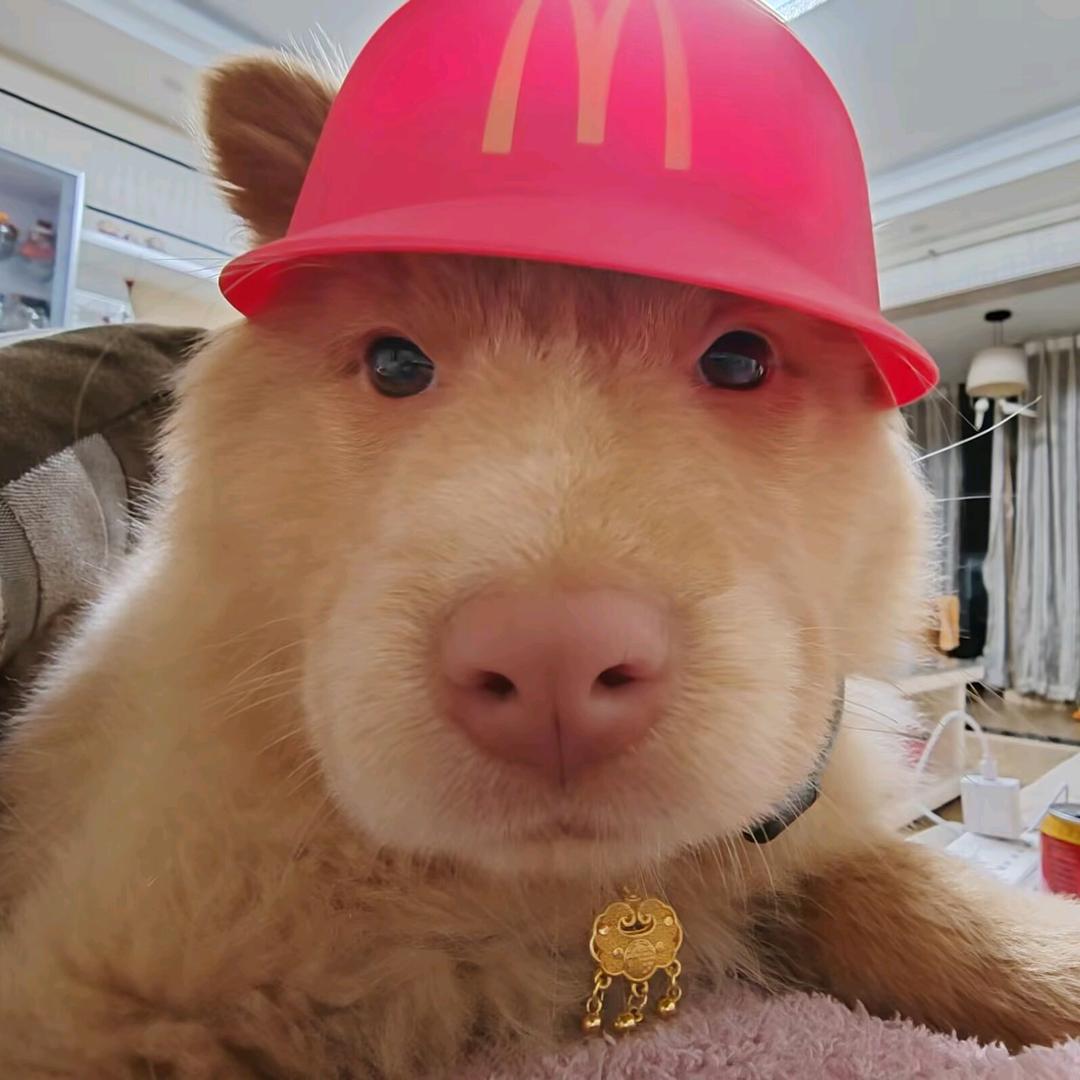 橘子大王堂堂登场