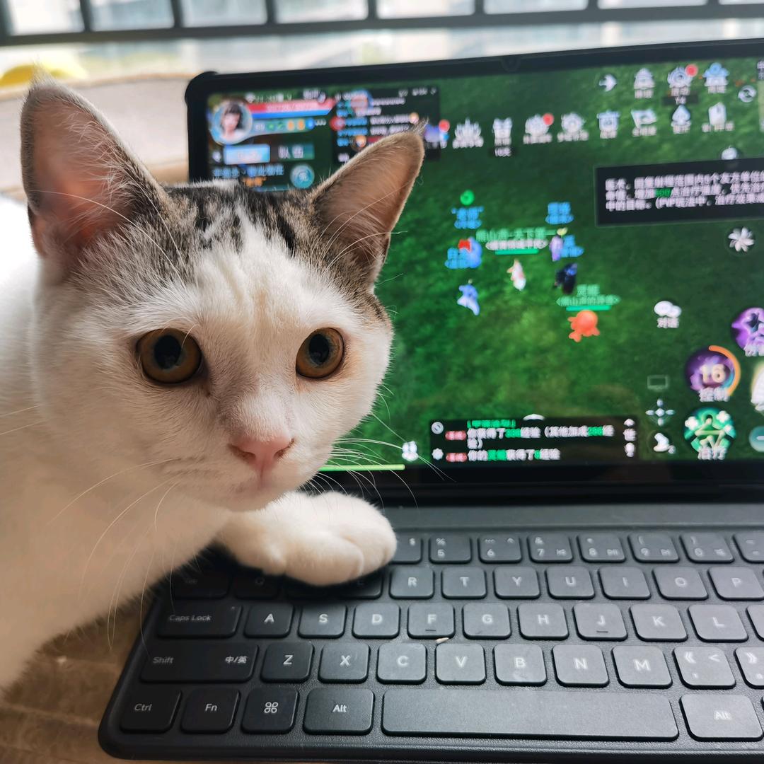 Cc爱玩