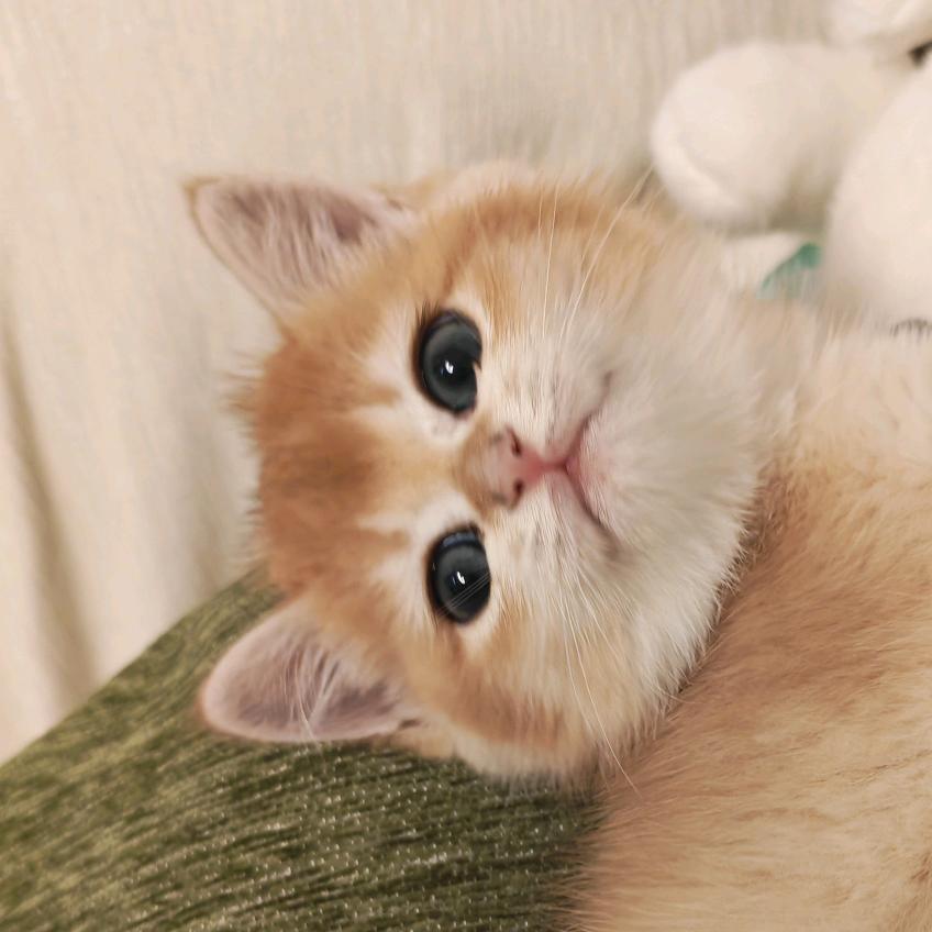 小熊饼干ʚ🧸ྀིɞ