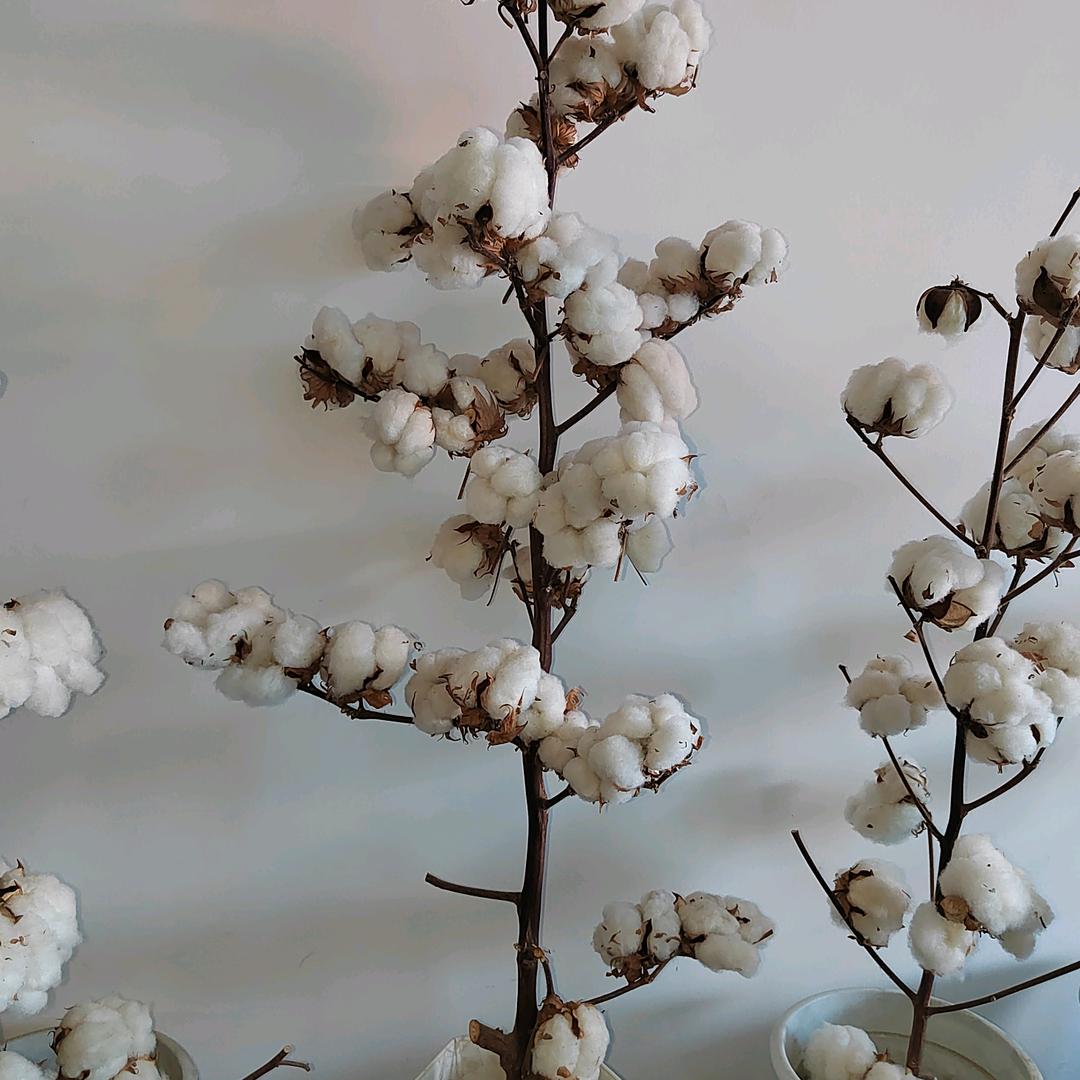 暴躁的小马姐姐