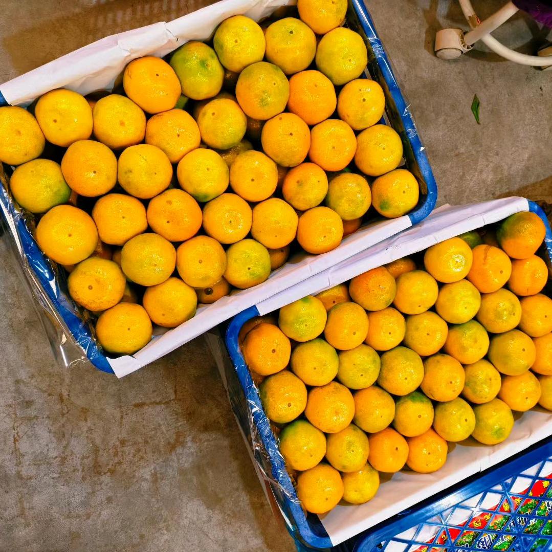 果蔬产地批发阿木