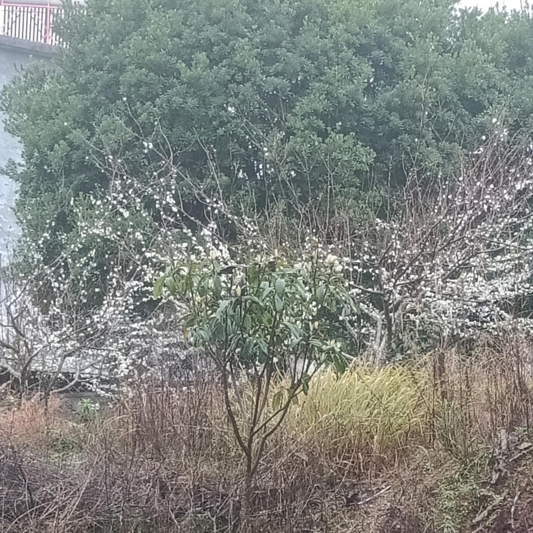 🌈🌈🌈广东四季