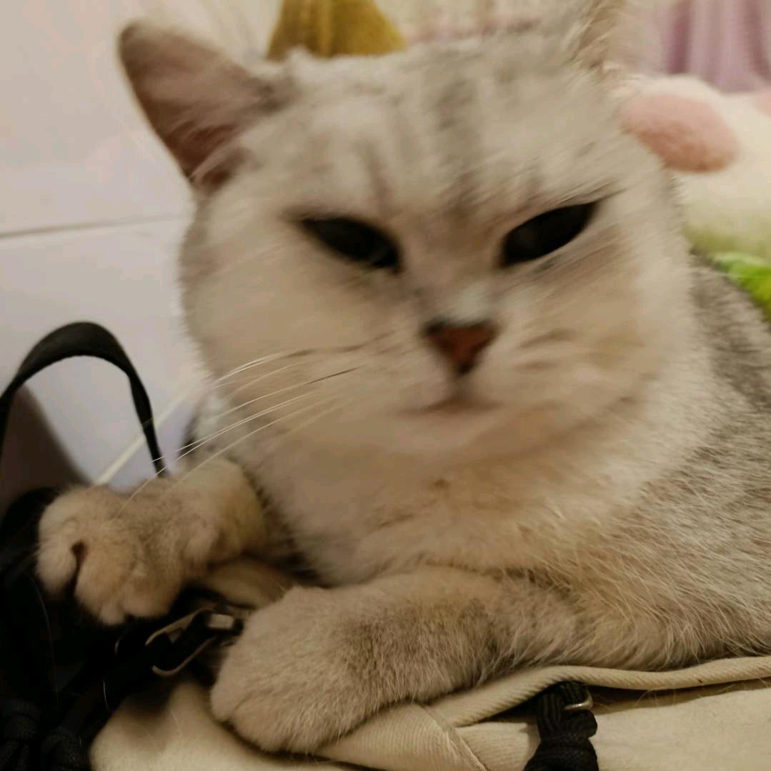 话就没少过💖