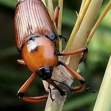 一茶一酒一跟烟