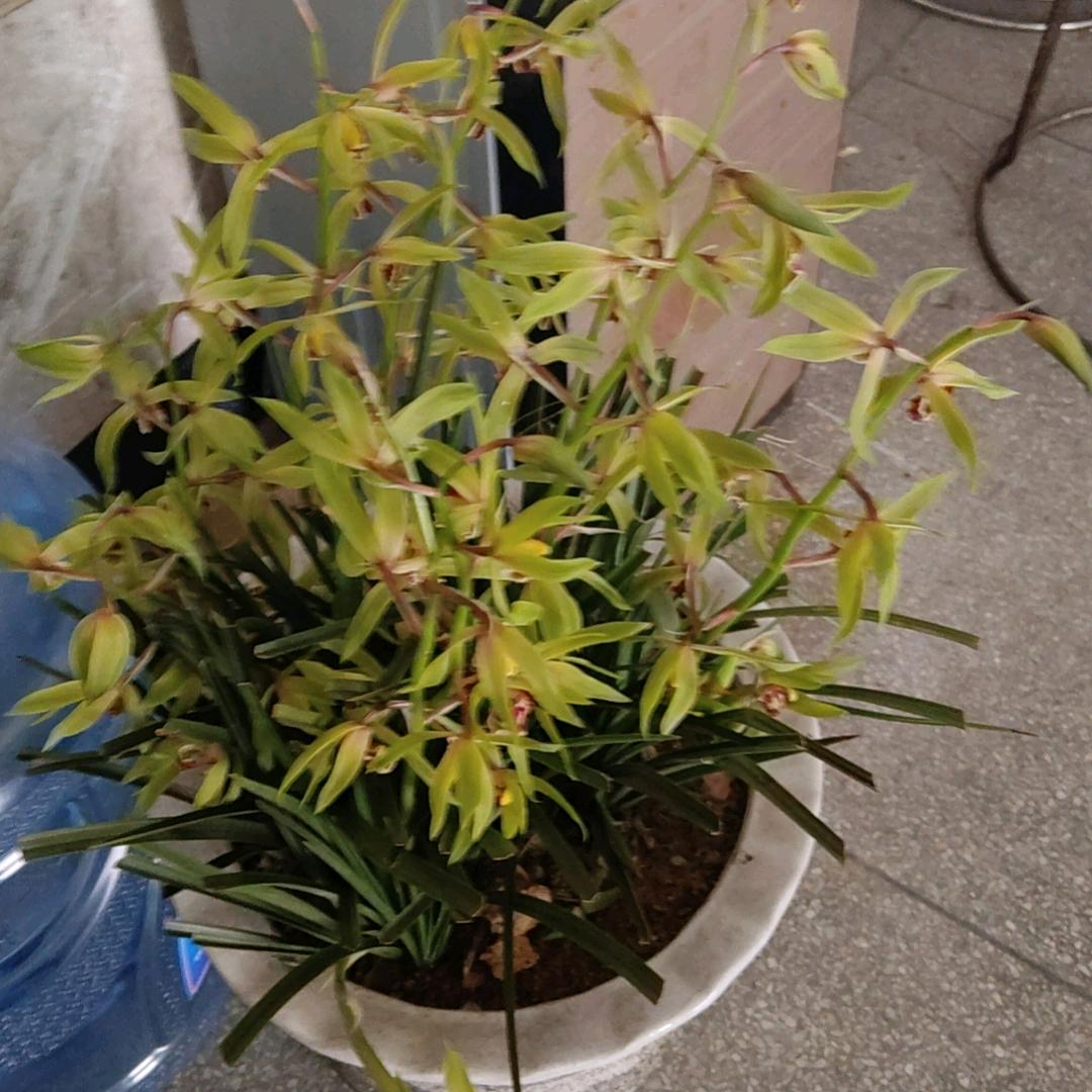 不羁的风