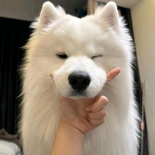 一只喜欢睡觉的猪