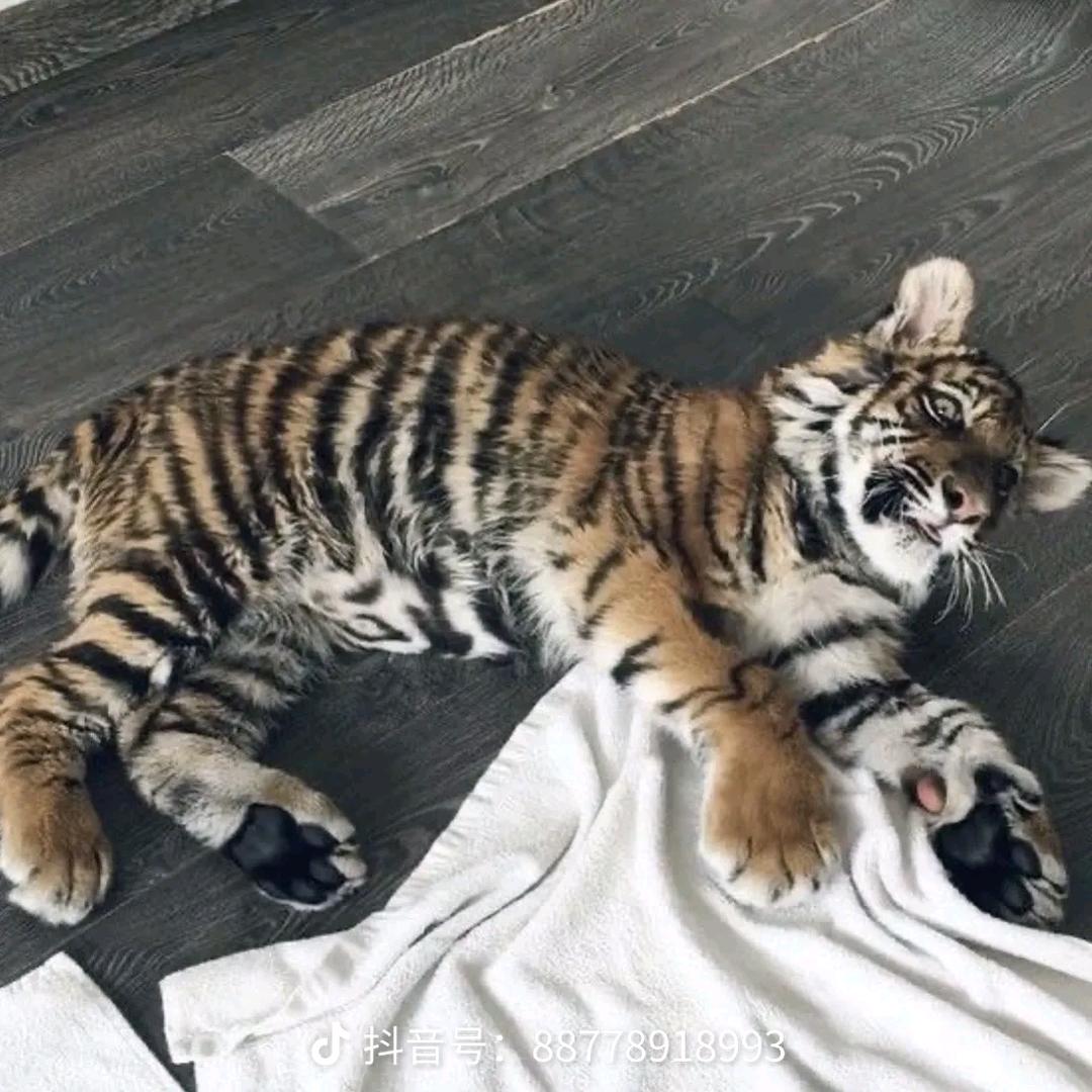 森中第一深情🦒.