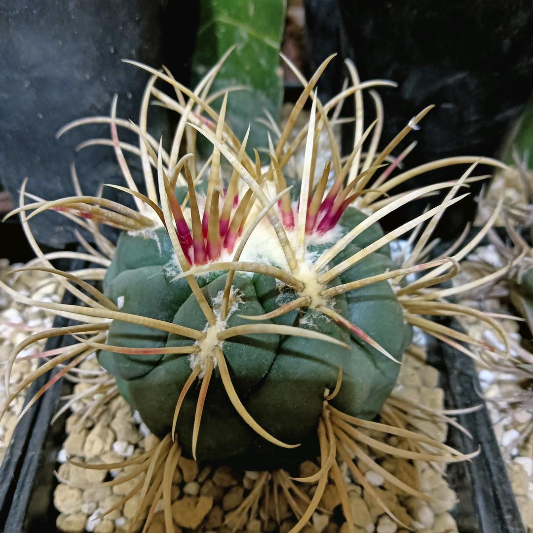 碰花碰草别碰情