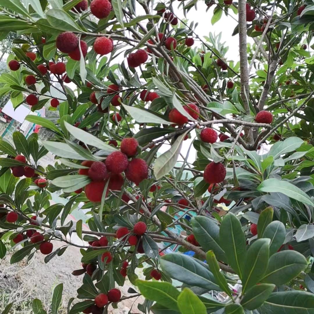 华星杨梅采摘园