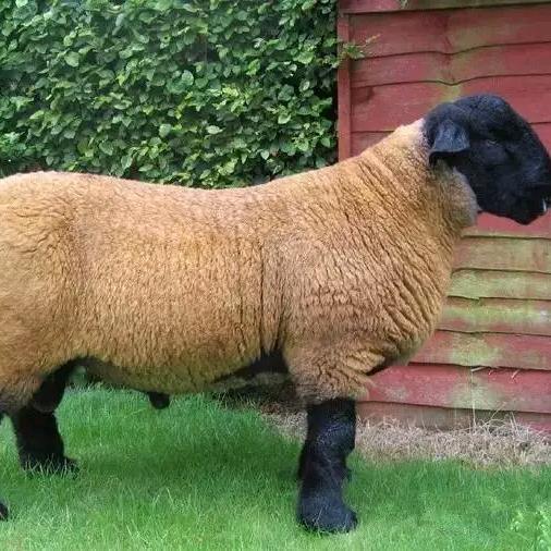 品种羊养殖合作社.