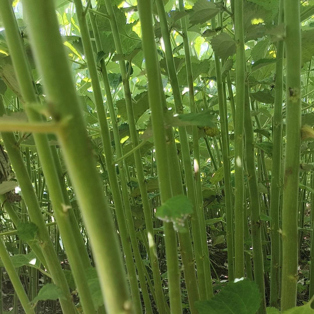 缘来是李