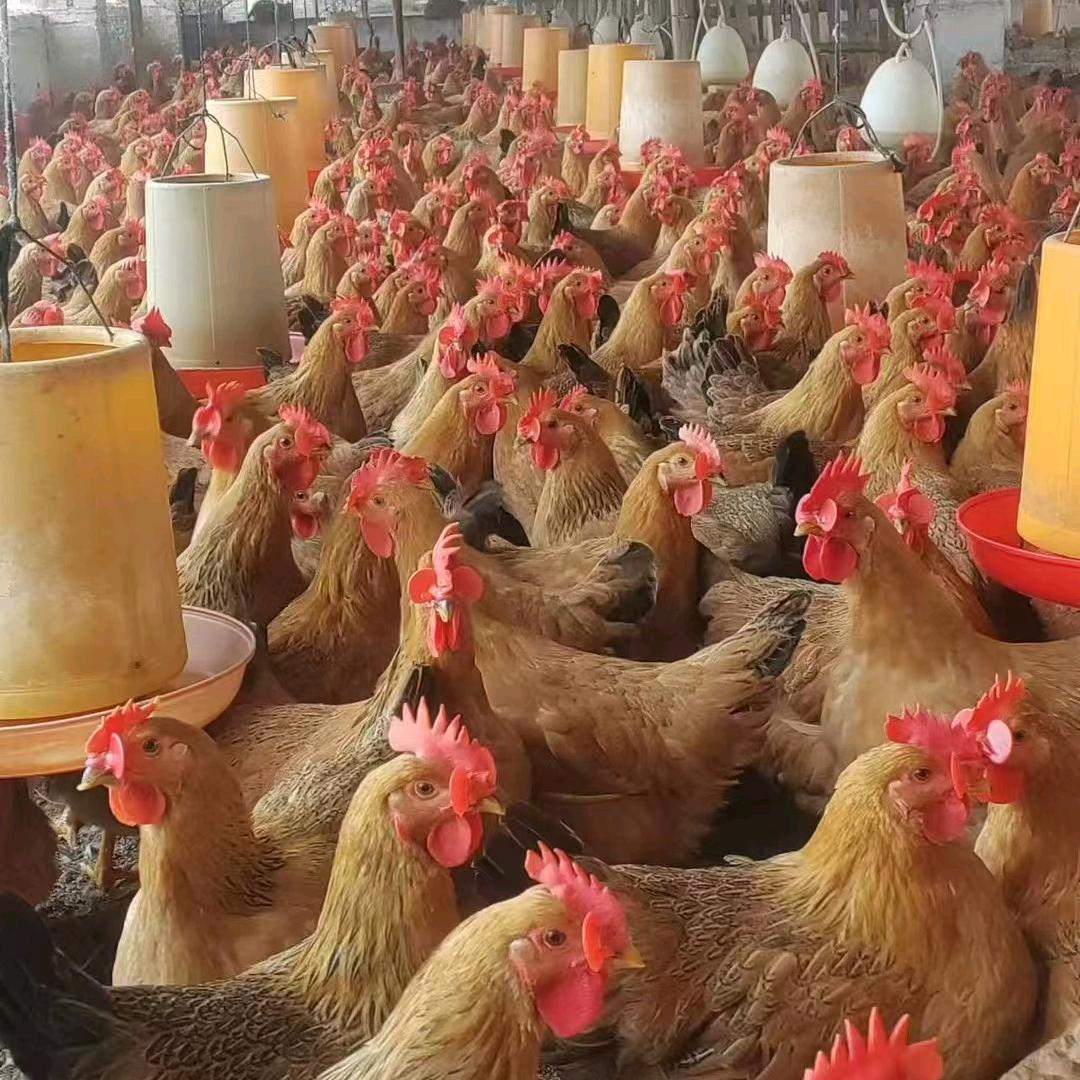 海南妹在马口邱子脑专业杀土鸡养鸡鸭🦆