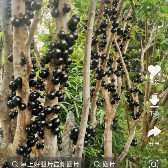 (˵¯͒微风〰¯͒˵)