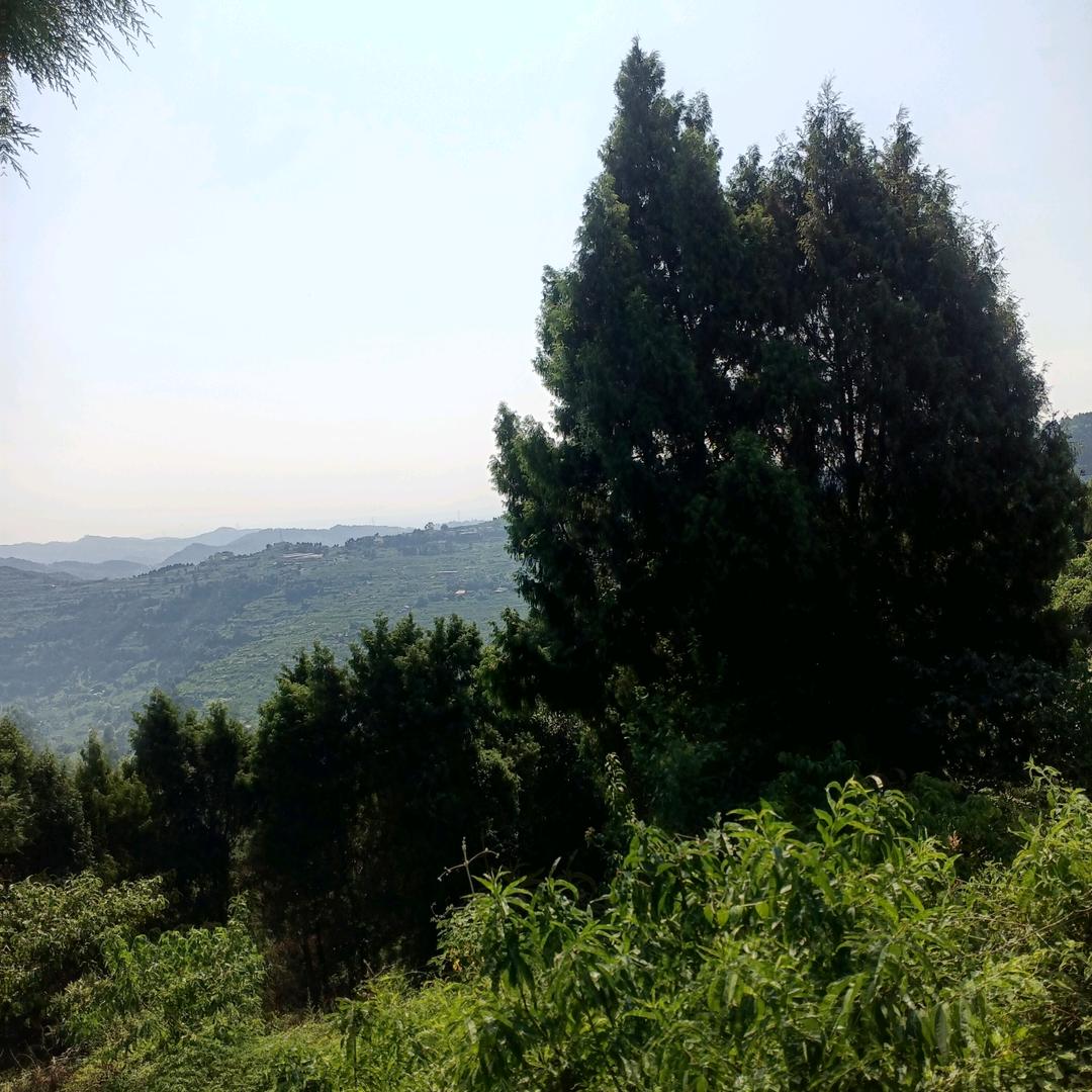 墨默虫