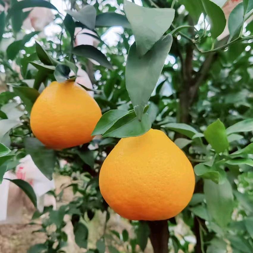1号果果鲜店