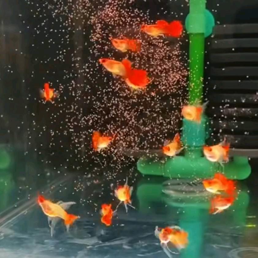 高平百合孔雀鱼