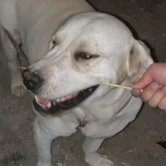 小狗