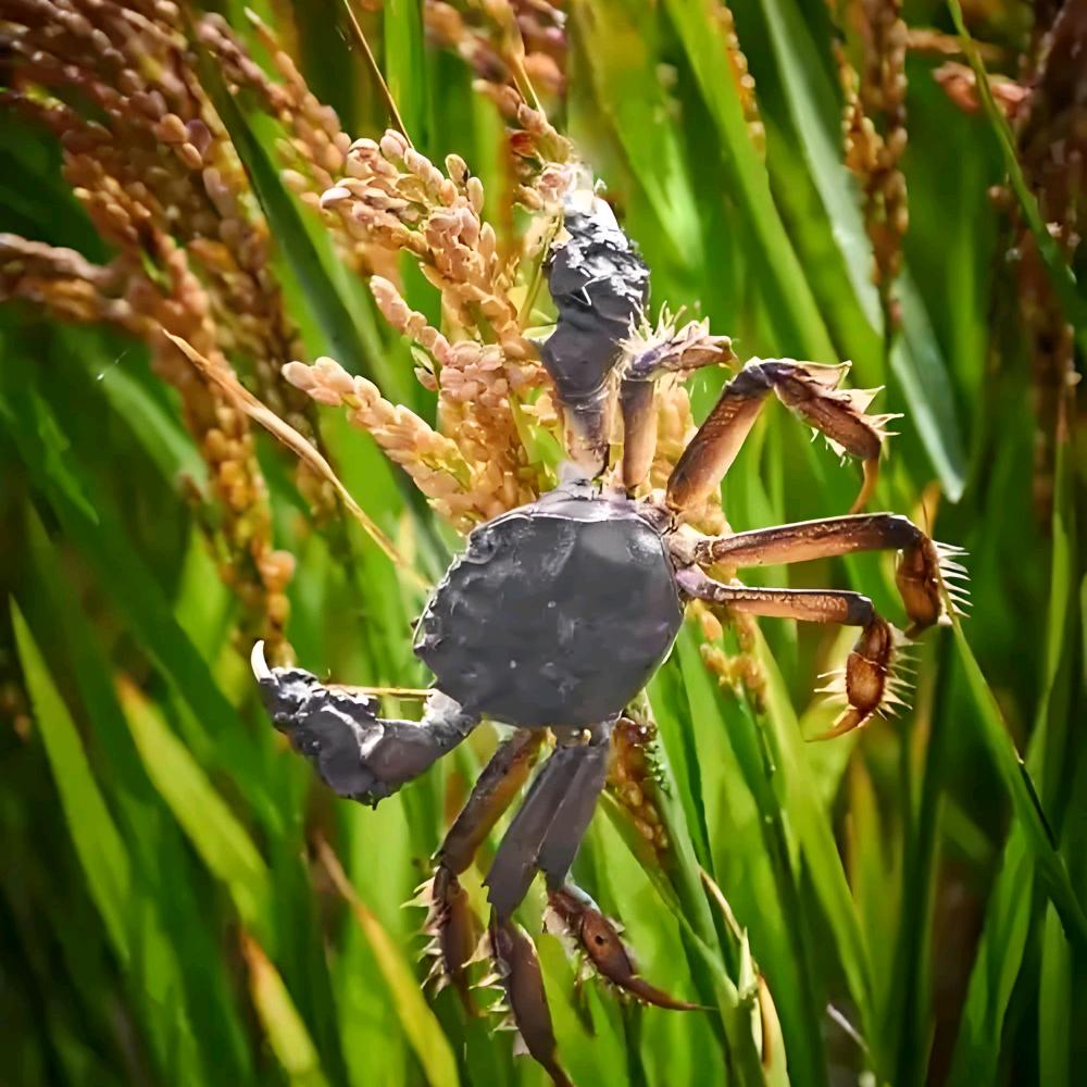 盘锦—超哥河蟹～🦀