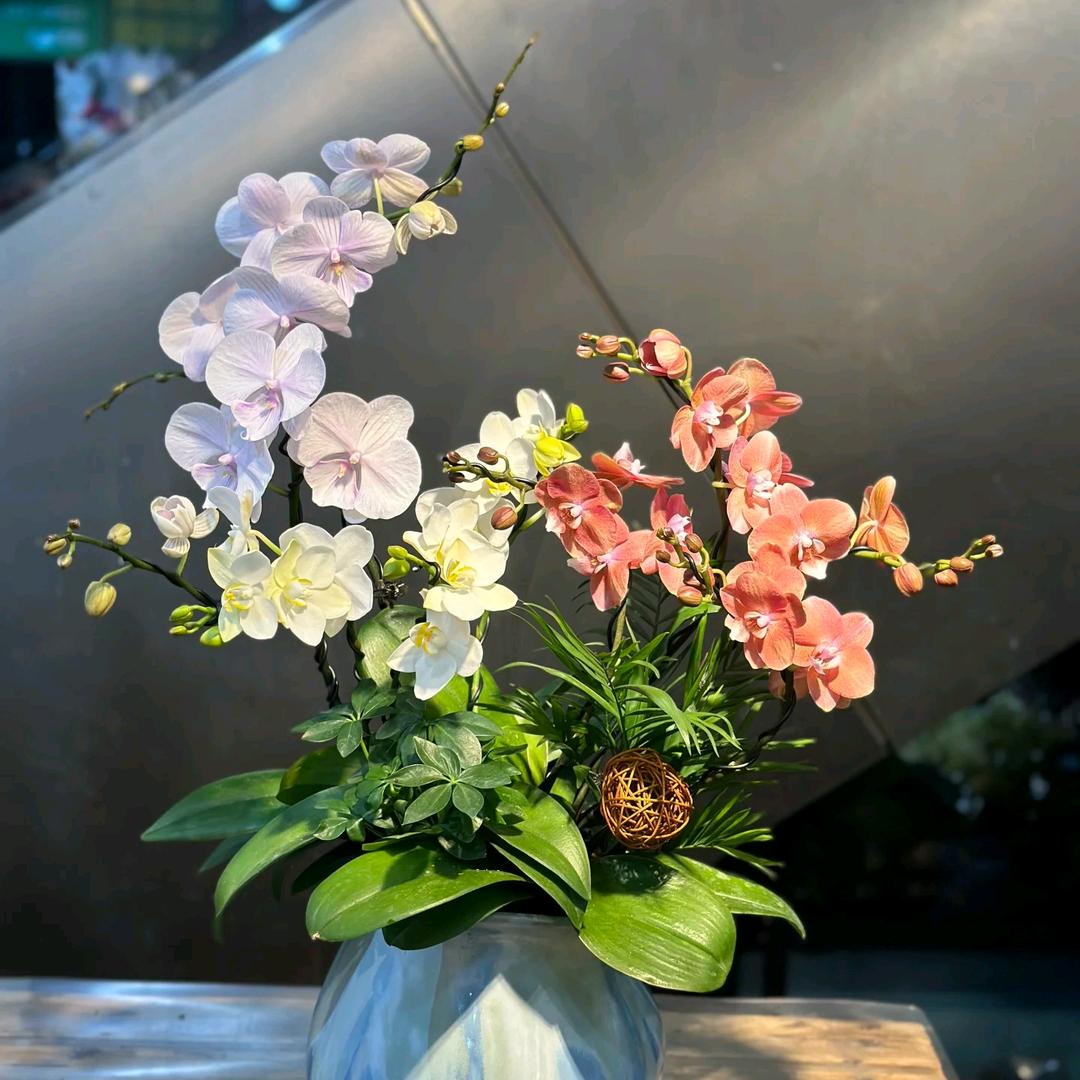 锦红蝴蝶兰