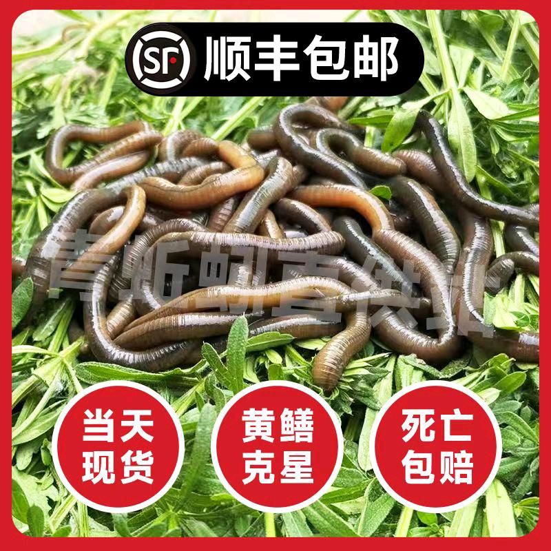 沛县蚯蚓严选优品