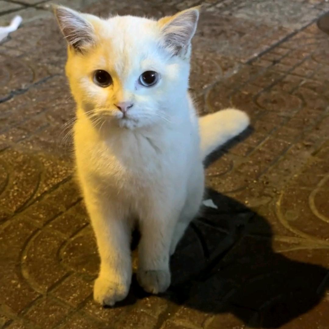 葡萄树