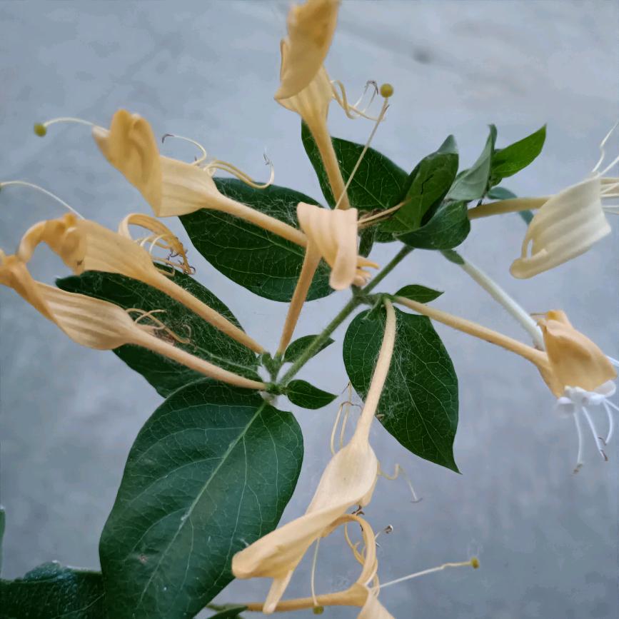 一✪ω✪心“”求^ω^财