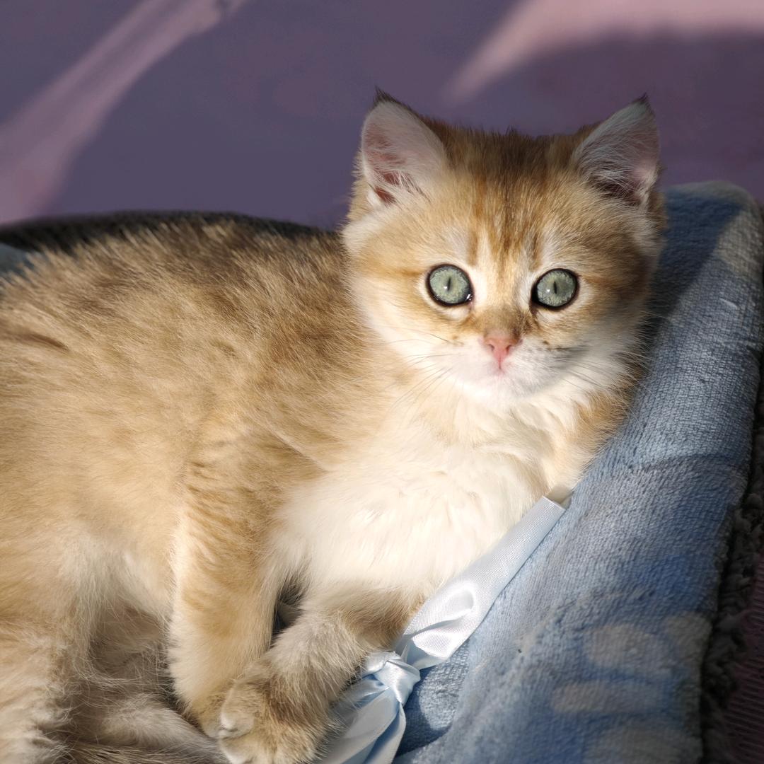 金豆元宝的日常