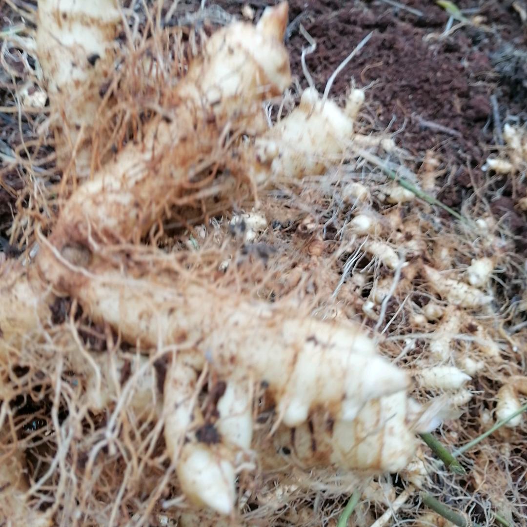 樱桃红🌺🌟🌟