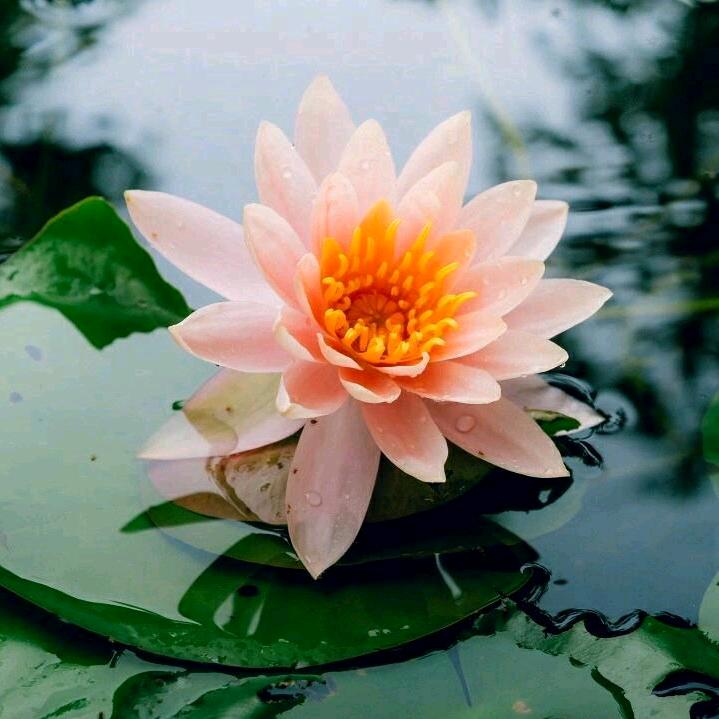 平平淡淡才是真