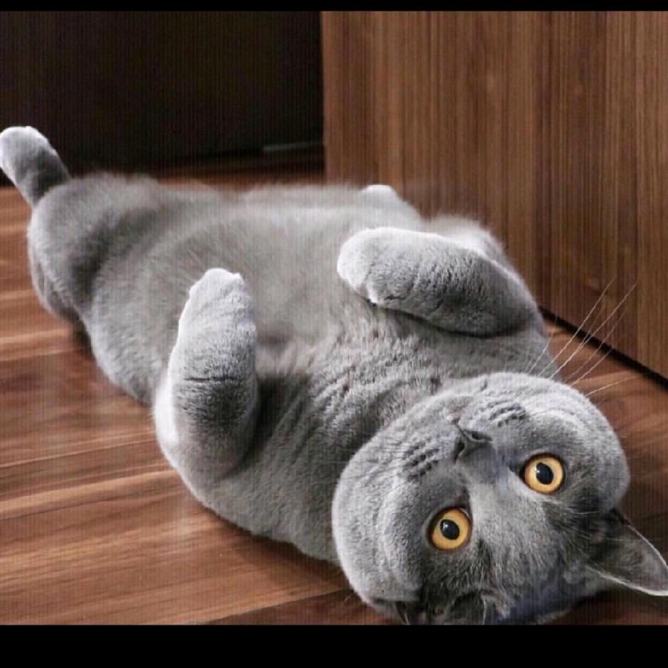 文化真迹爱好者