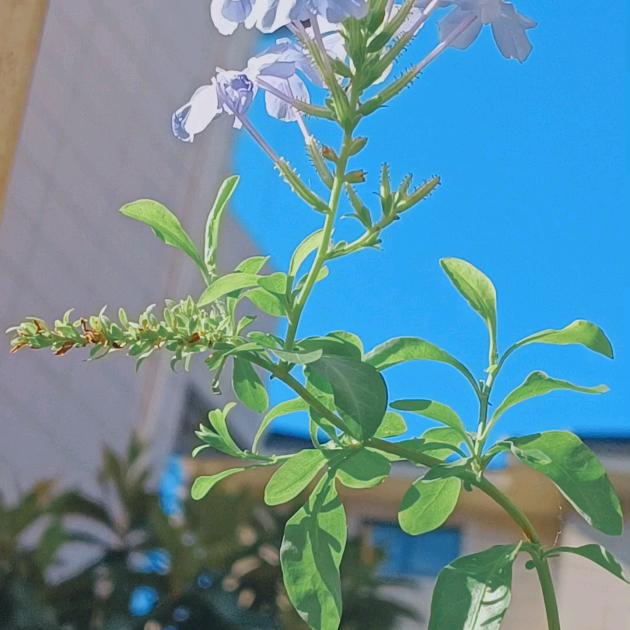 展业