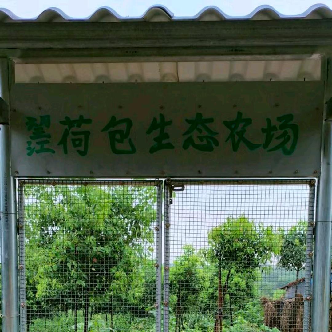 望江县荷包生态农场