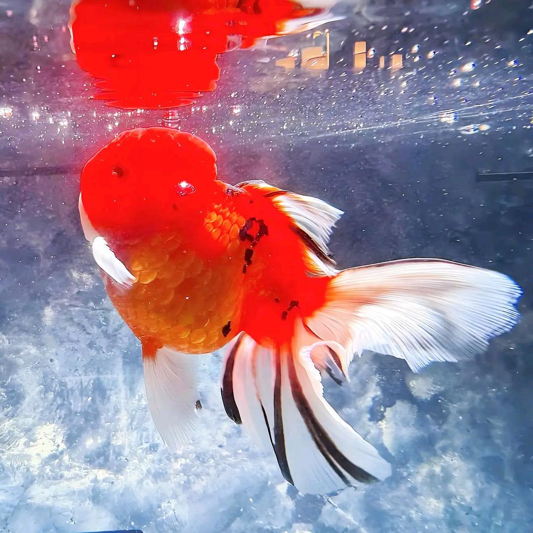 怪叔叔
