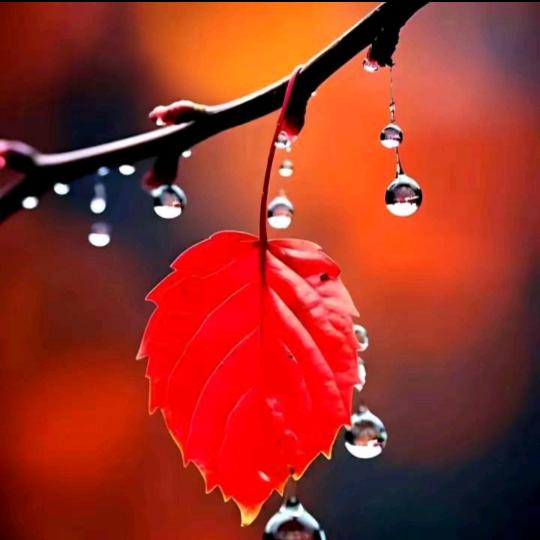 🌹🌺艾力🌺🌹