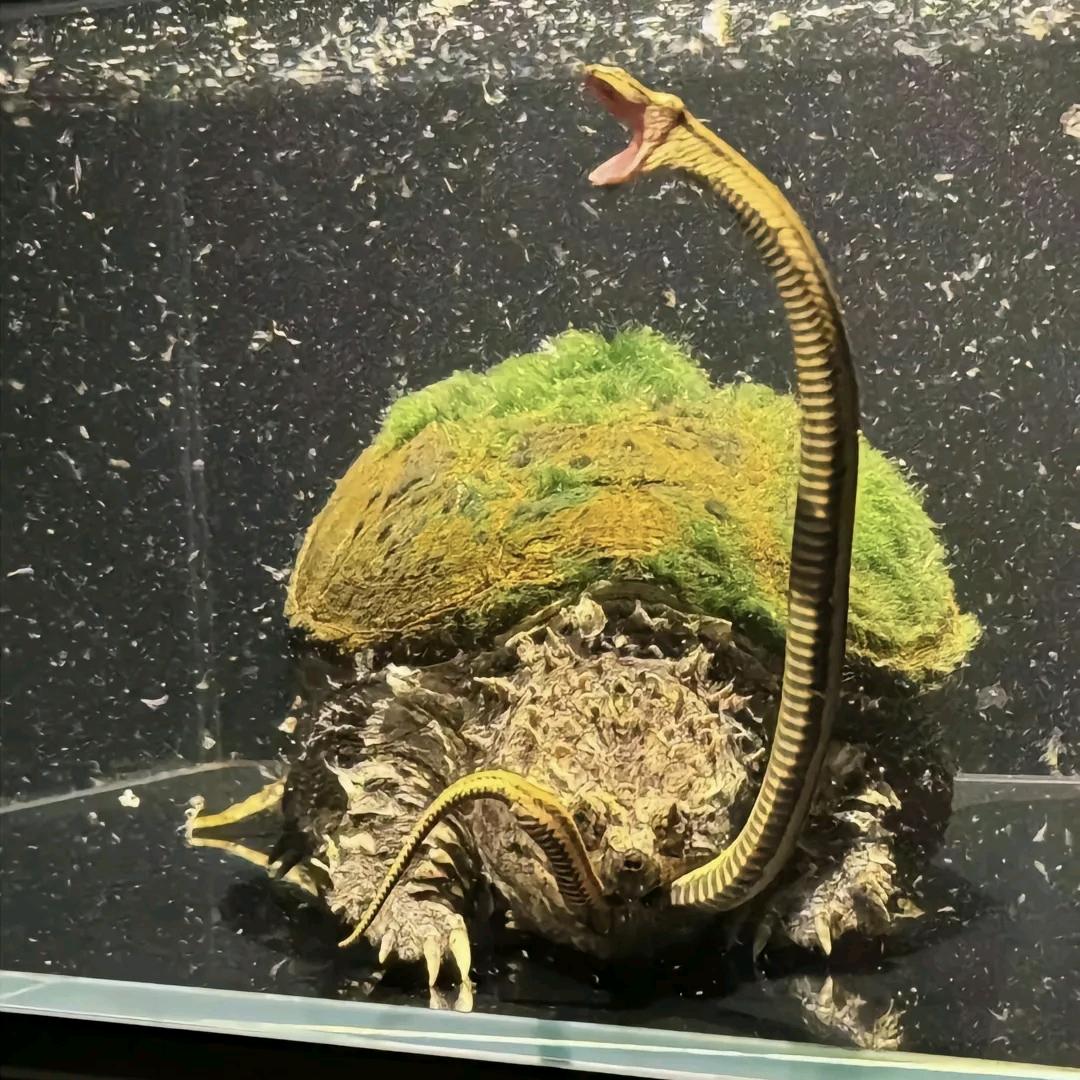 天天空军也快乐