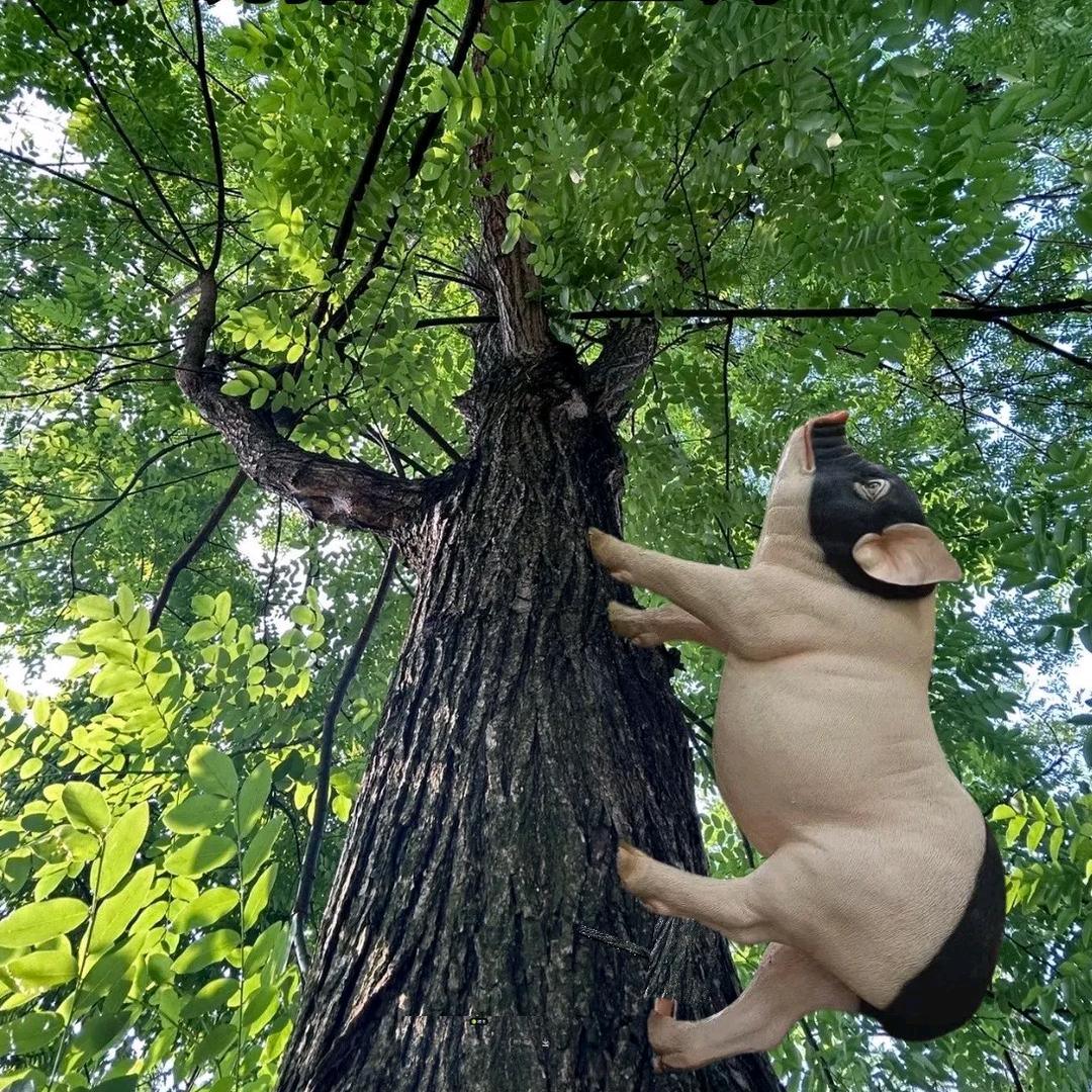 谁说猪不能上树了